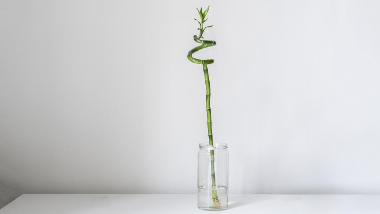 simple minimalist style with a spinned bamboo plant on the shelf at home in the glass bottle with water