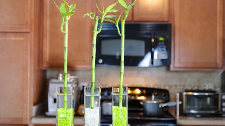 Three lucky bamboo plants on the countertop in the modern kitchen