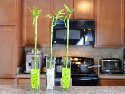 Cara Merawat Tanaman Bambu Air Si Pembawa Hoki, Letakkan di Mana Baiknya?