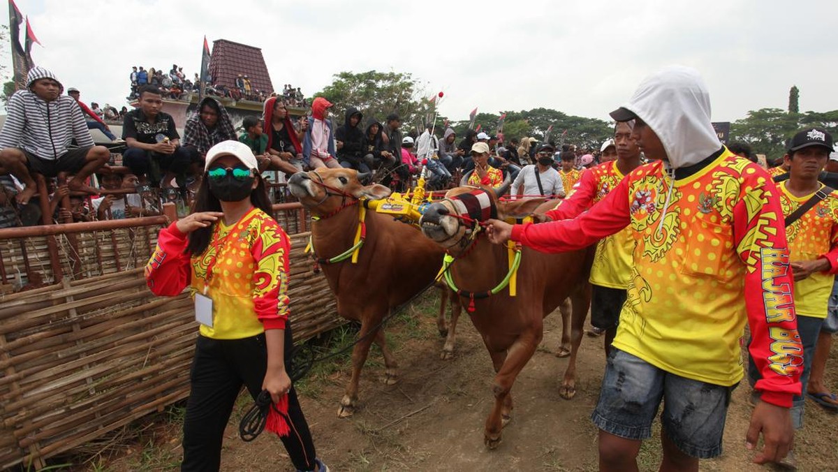 FOTO: Beradu Cepat di Ajang Karapan Sapi Piala Presiden 2022