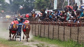 Karapan Sapi Piala Presiden di Bangkalan Madura Ricuh