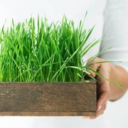 Satu Jenis Rumput Ini Ternyata Bisa untuk Dimakan dan Kaya Manfaat, Termasuk Obati Kanker Payudara!