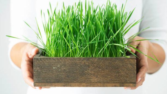 Satu Jenis Rumput Ini Ternyata Bisa untuk Dimakan dan Kaya Manfaat, Termasuk Obati Kanker Payudara!