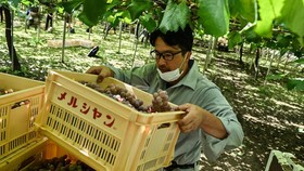 FOTO: Menengok Koshu, Minuman Fermentasi Anggur ala Jepang