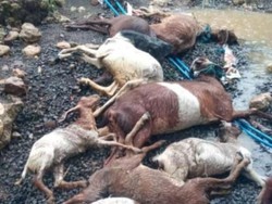 Puluhan Hewan Ternak Mati Diterjang Banjir Blitar Selatan