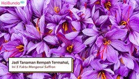 Jadi Tanaman Rempah Termahal, Ini 5 Fakta Mengenai Saffron