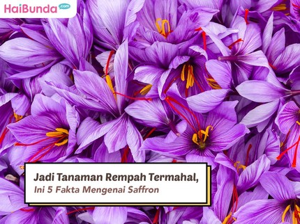 Jadi Tanaman Rempah Termahal, Ini 5 Fakta Mengenai Saffron