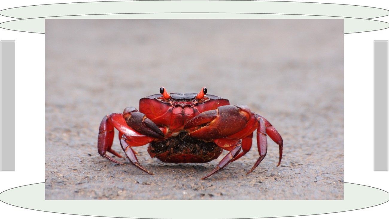 Get To Know: Crab Mentality