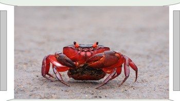 Get To Know: Crab Mentality