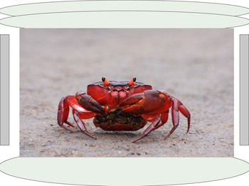 Get To Know: Crab Mentality