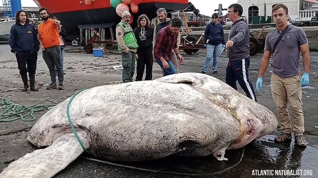 Segede Badak! Ikan Mola-mola Terberat Ditemukan di Atlantik