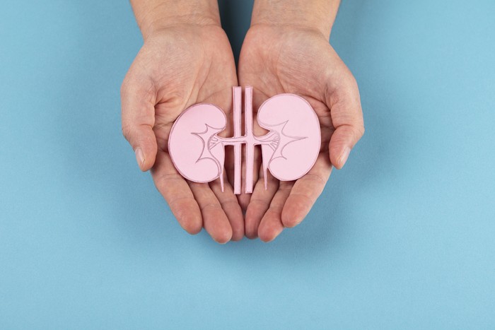 Human kidney in hands isolated on blue background
