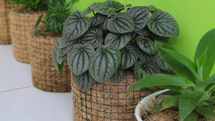 Kerajinan vas atau pot dari serat alam sabut kelapa Kerajinan vas atau pot dari serat alam sabut kelapa