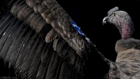 FOTO: Konservasi Burung Condor di Pegunungan Andes