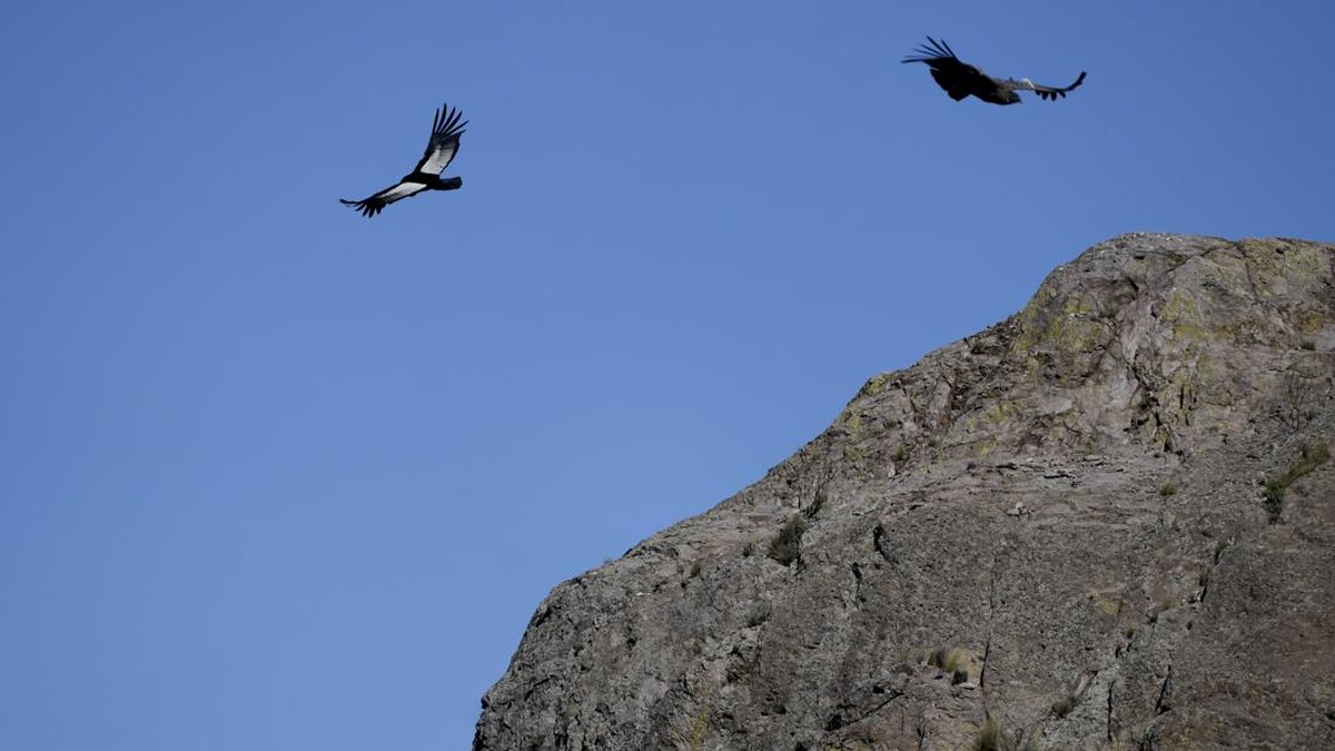 FOTO: Konservasi Burung Condor di Pegunungan Andes