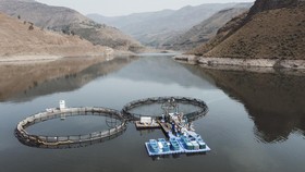FOTO: Ternak Emas, Ternak Ikan Trout di Pegunungan Lesotho