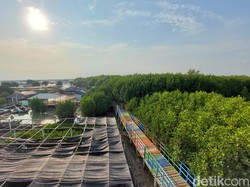 Cerita Mang Ruv, Tanam Mangrove untuk Selamatkan Tambak