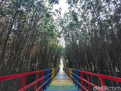Hutan Mangrove di Banten se-Instagramable Ini