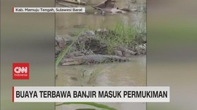 VIDEO: Buaya Terbawa Banjir Masuk Permukiman