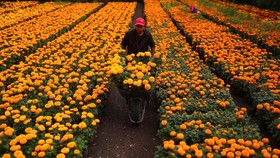 FOTO: Cerah Marigold, 'Bunga Kematian' dalam Day of the Dead Meksiko