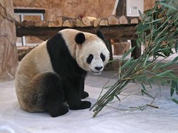 Tanda Cinta China Untuk Qatar, Panda Suhail dan Soraya