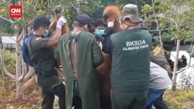 VIDEO: Tersesat di Kebun Warga, Petugas 1 Evakuasi Individu Orang Utan
