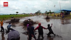 VIDEO: Menonton Serunya Karapan Kerbau di Lumajang
