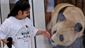 FOTO: Suhail dan Soraya, Dua Panda Raksasa dari China untuk Qatar