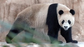 Kenapa Panda Hitam Putih?