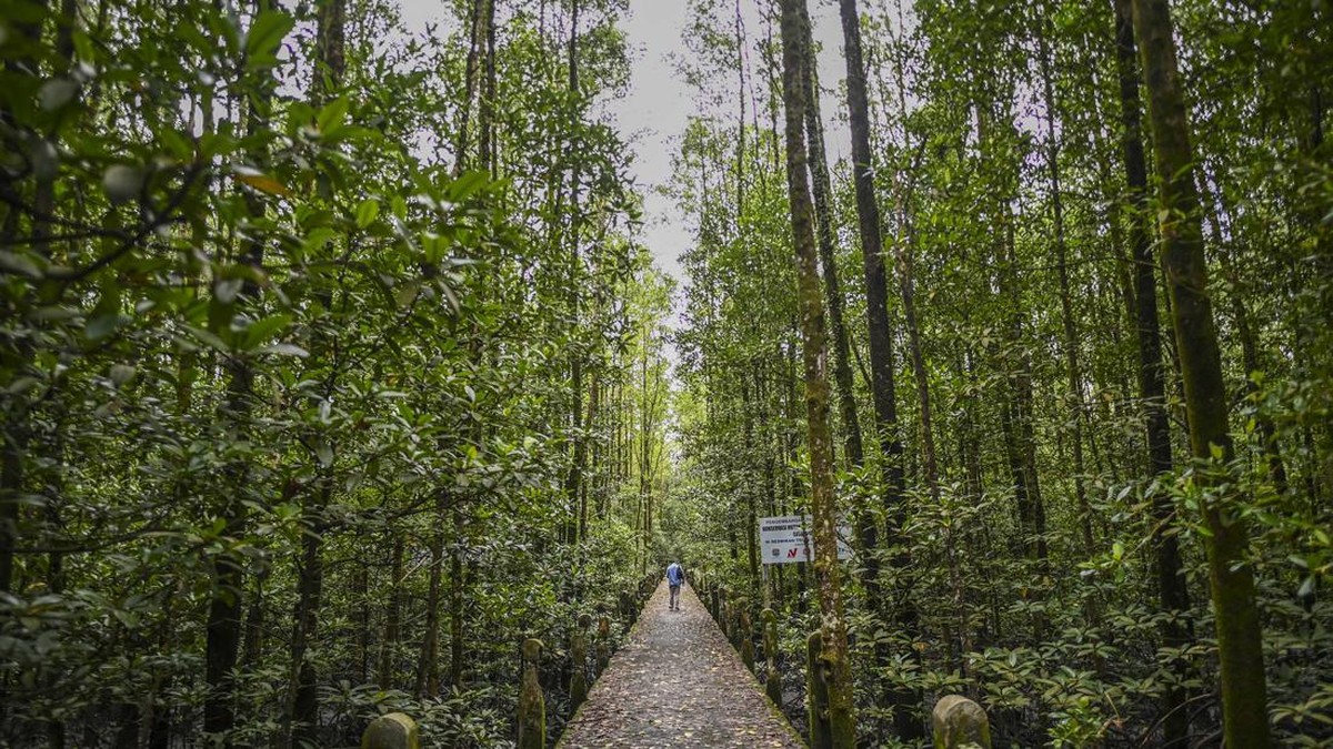 FOTO: Lihat Bekantan di Tarakan Sambil Wisata ke Hutan Mangrove
