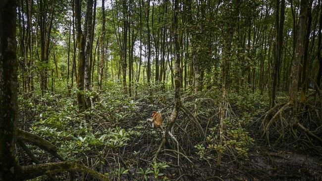 FOTO: Lihat Bekantan di Tarakan Sambil Wisata ke Hutan Mangrove