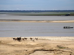 Sebelumnya Dilanda Banjir, Kini Sungai Amazon Kekeringan Parah