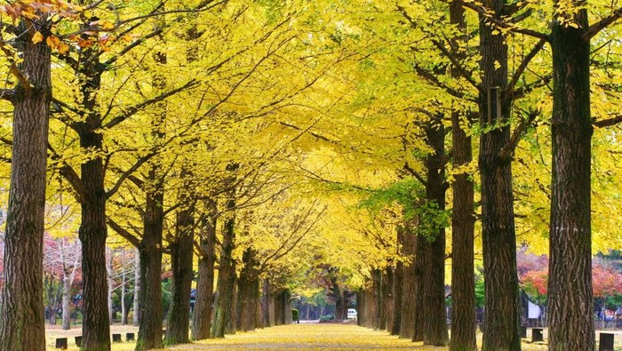 4 Rekomendasi Lokasi Wisata di Korea Selatan yang Semakin Indah Ketika Dikunjungi Pada Musim Gugur