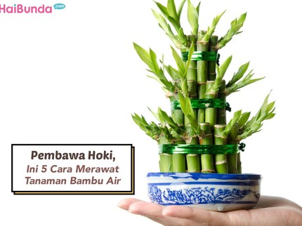 Pembawa Hoki, Ini 5 Cara Merawat Tanaman Bambu Air