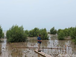 Dulu di Sini Pantai Pasir Putih dan Lautnya Biru, Kini Tersisa Kubangan Lumpur...