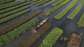 FOTO: Menanam di Perahu, Cara Bangladesh Bertani kala Banjir 'Abadi'