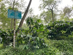 Kopi Pertama Ditanam oleh Pangeran, Ini Kebun Kopi Tertua di Jawa Timur