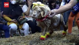 VIDEO: Serunya Nonton Fashion Sheep, Lomba Kostum Kambing Dan Domba