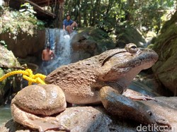 Todan Kuah Kuning, Olahan Katak Favorit Warga Desa Kadingeh Enrekang