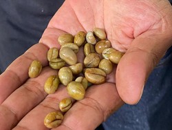 Begini Proses Panjang Pengolahan Kopi, Sebelum Bisa Diseruput Hangat