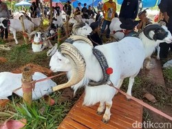 Dosen UGM Teliti Kolagen Kulit Domba Garut, Ternyata Bisa Cegah Hipertensi