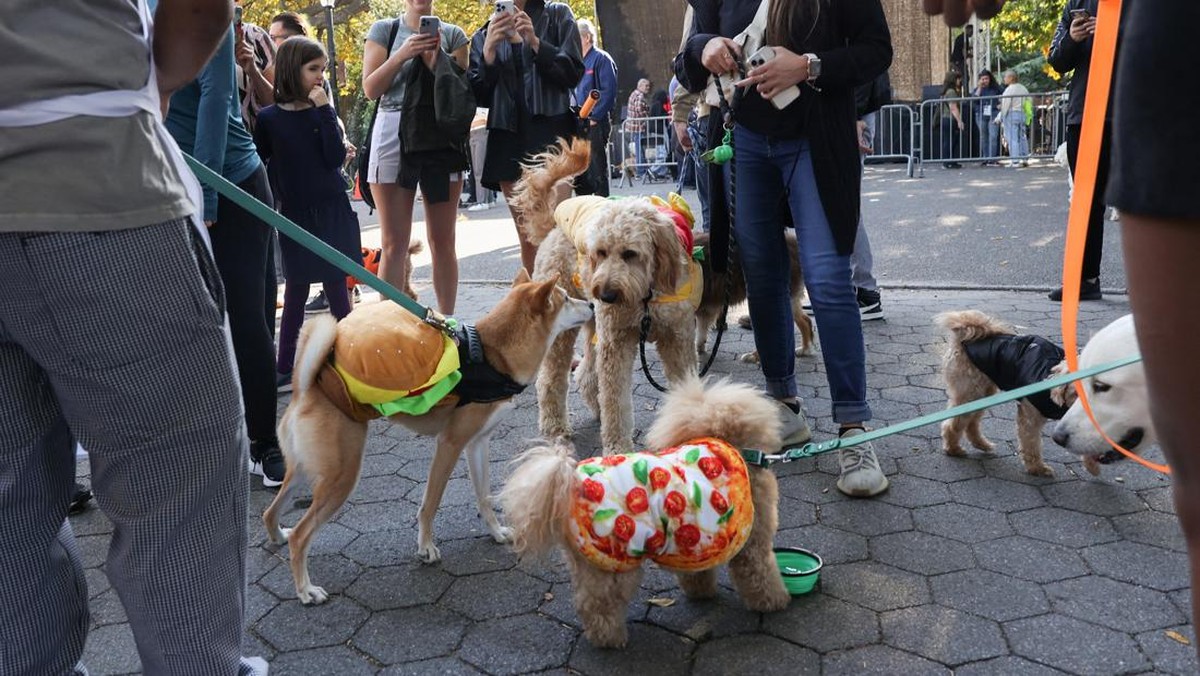 FOTO: Gaya Gemas Anjing Berdandan ala Halloween