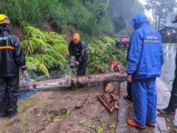 Sebuah Pohon Tumbang di Payung Kota Batu, Arus Lalin Sempat Terhambat