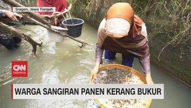 VIDEO: Warga Sangiran Panen Kerang Bukur