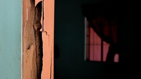 5 Tanda Ada Sarang Rayap di Rumah, Tangani Sebelum Rumah Rusak