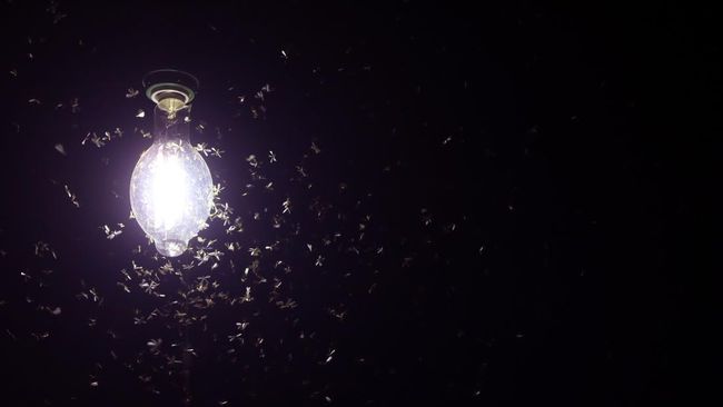 Mematikan lampu biasanya jadi cara paling ampuh untuk mengusir laron yang bergerombol. Tapi, apakah ada cara lain mengusir laron tanpa mematikan lampu?