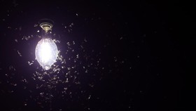 5 Cara Ampuh Usir Laron Tanpa Perlu Mematikan Lampu