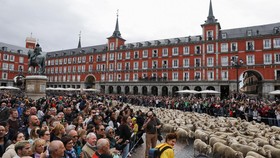FOTO: Parade Penggembalaan Ribuan Domba di Jalanan Kota Madrid