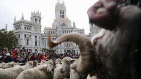 Ribuan Domba dan Kambing Kuasai Kota Madrid di Festival Transhumance