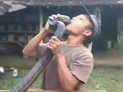 Pawang Tewas Dipatuk King Kobra Pernah Digigit-Kapok Tak Mau Pelihara Lagi